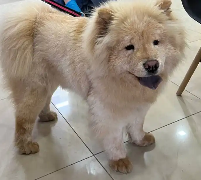 Chow Chow breed