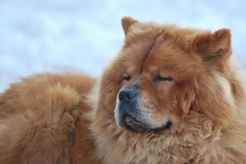 Chow Chow
