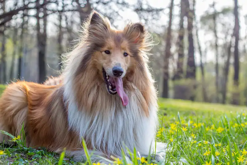 Collie 
