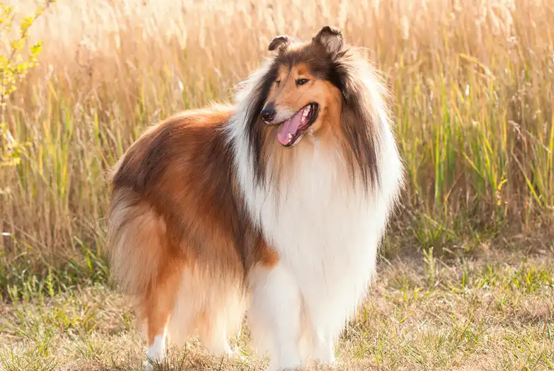 Collie