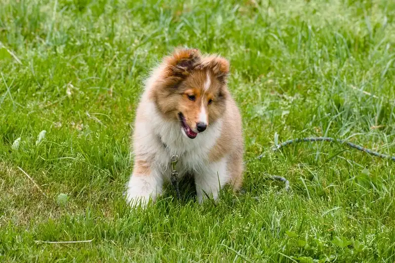 Collie