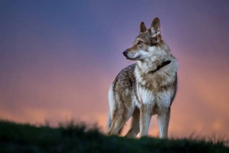 Czechoslovakian Wolfdog