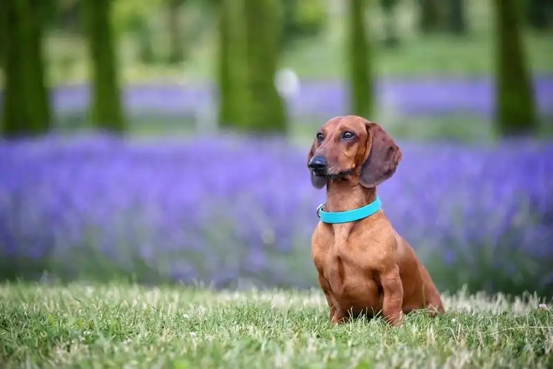 Dachshund