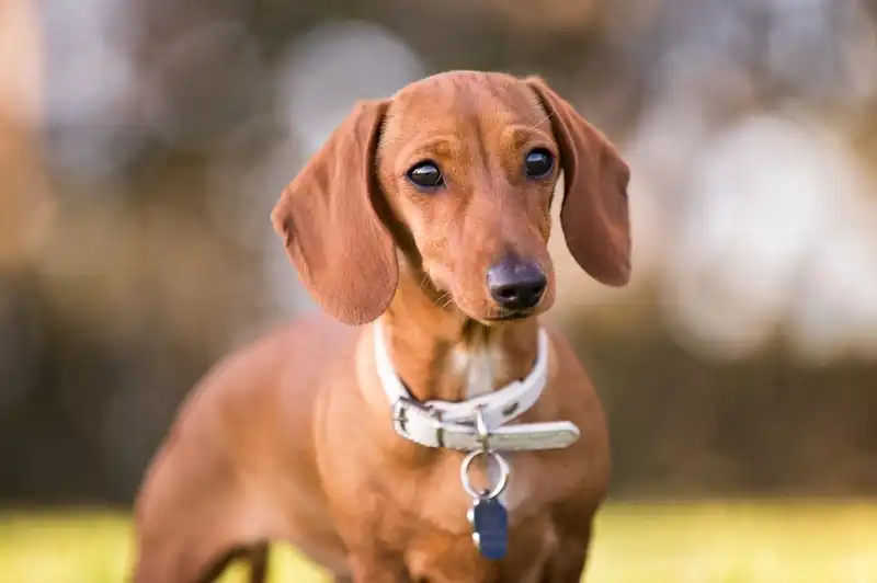 Dachshund