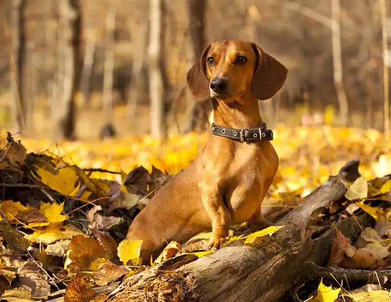 Dachshund 