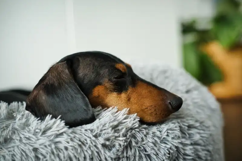 Dachshund