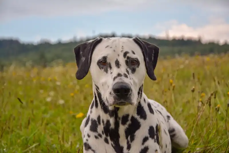 Dalmatian