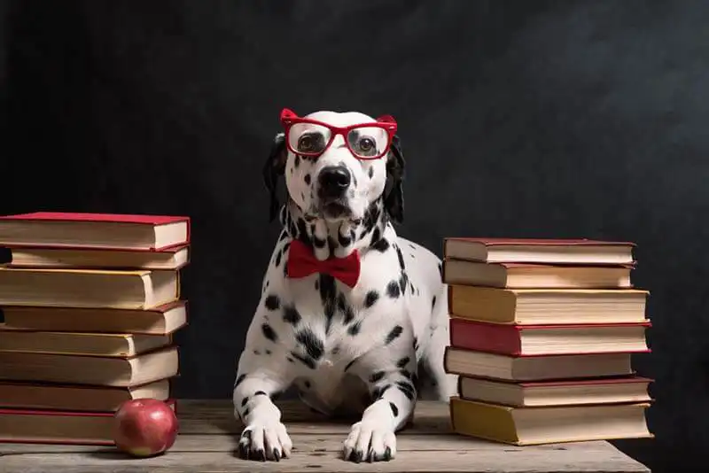 Dalmatian