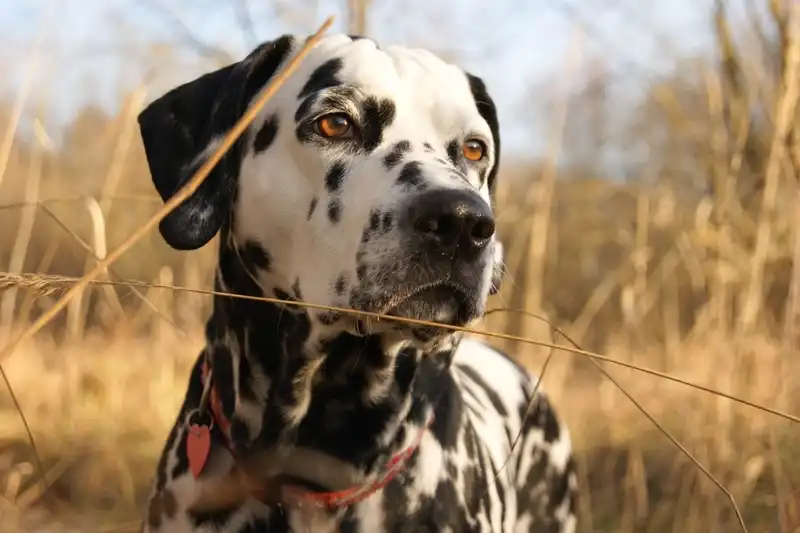 Dalmatian