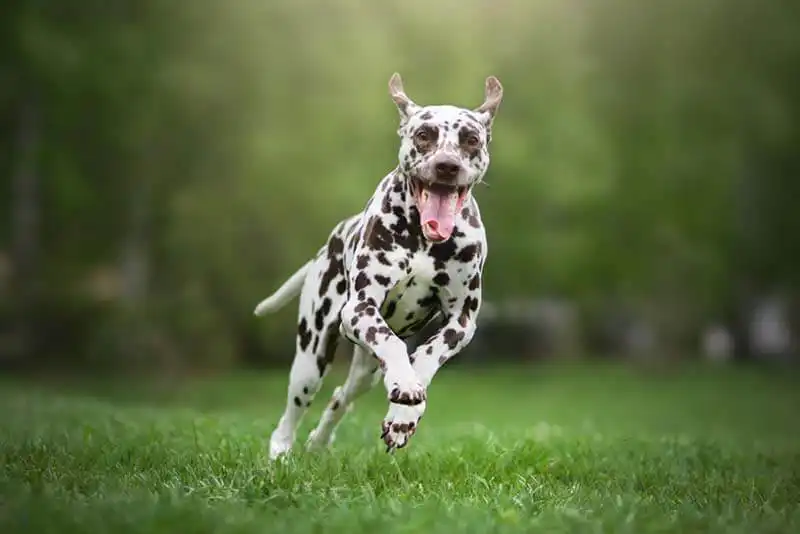 Dalmatian
