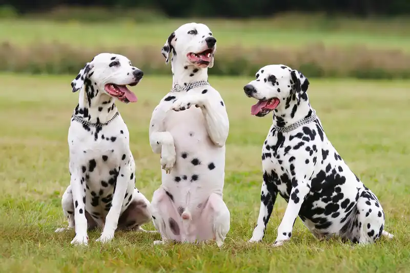 Dalmatian
