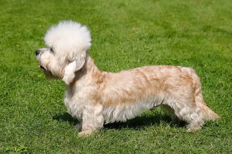 Dandie Dinmont Terrier 