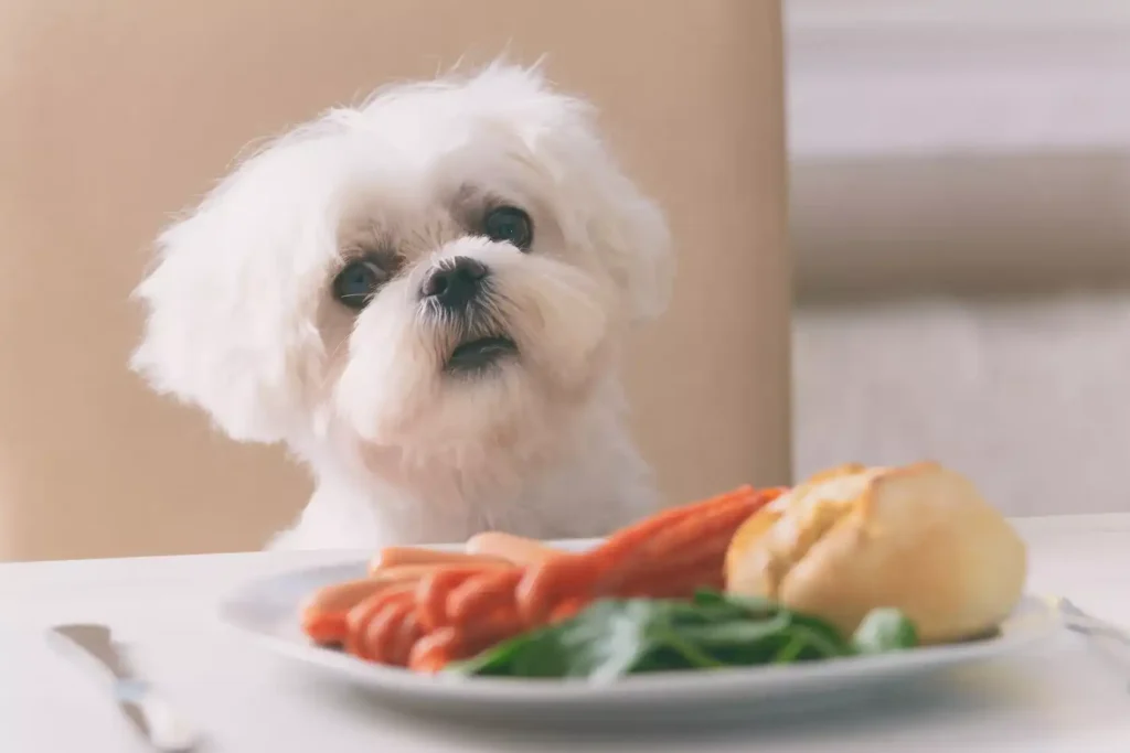 Dangerous foods for dogs