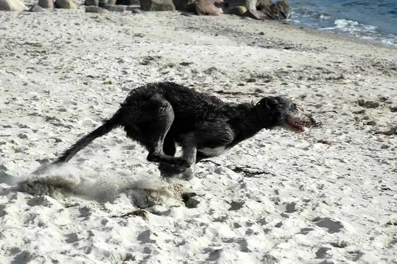 Deerhound