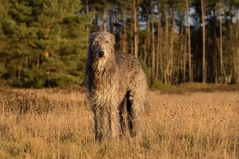 Deerhound 