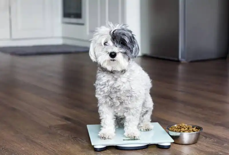 Diabetes in dogs