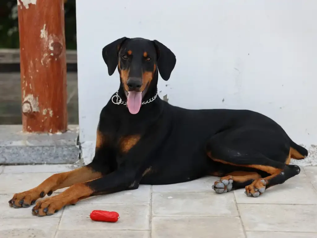 Doberman