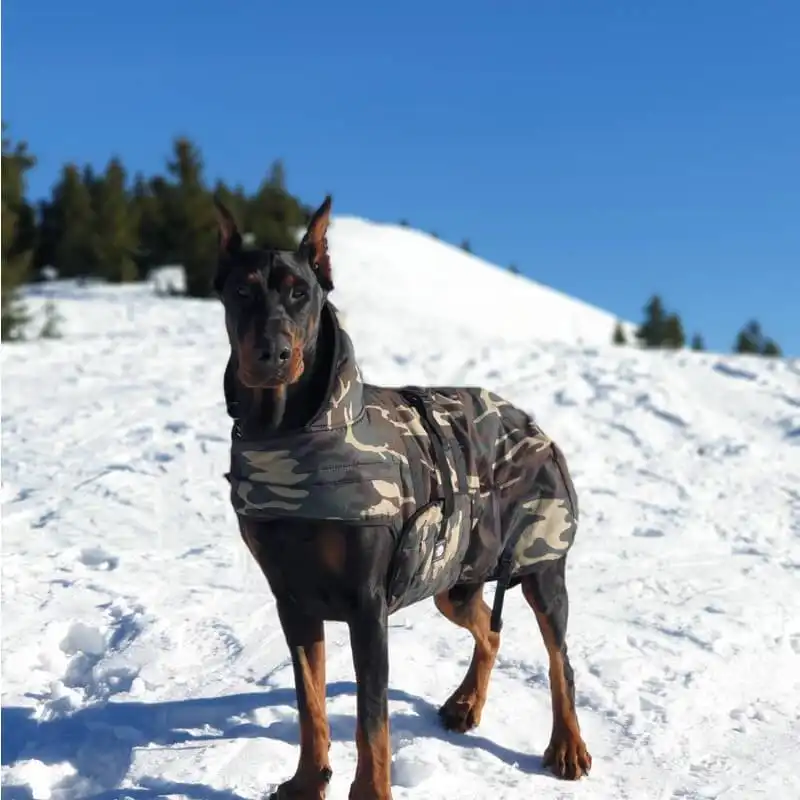 Doberman