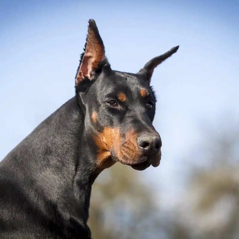 Doberman