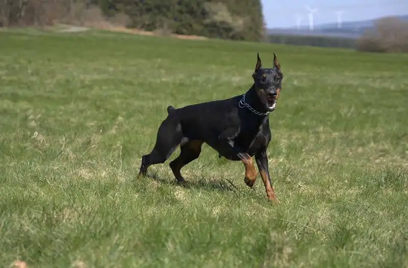 Doberman