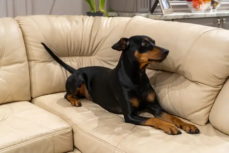Doberman