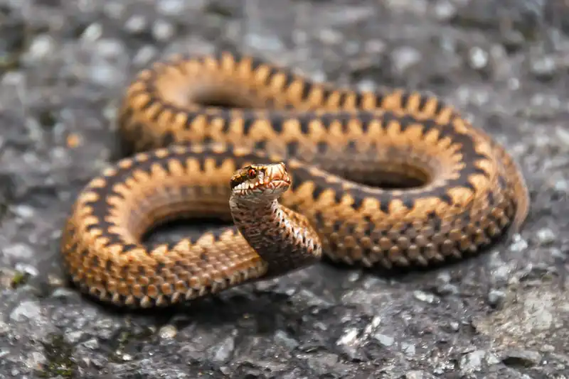 Dog Snake Bite