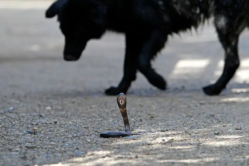 Dog Snake Bite