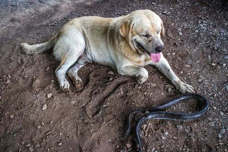 Dog Snake Bite