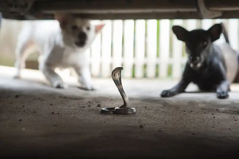 Dog Snake Bite