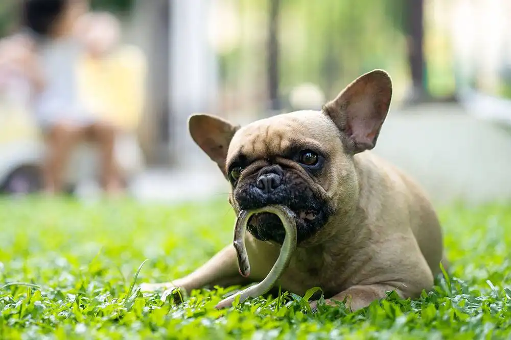 Dog Snake Bite