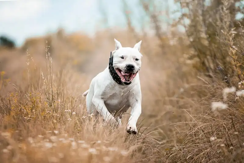 Dogo Argentino 
