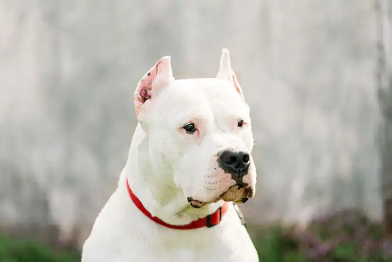 Dogo Argentino