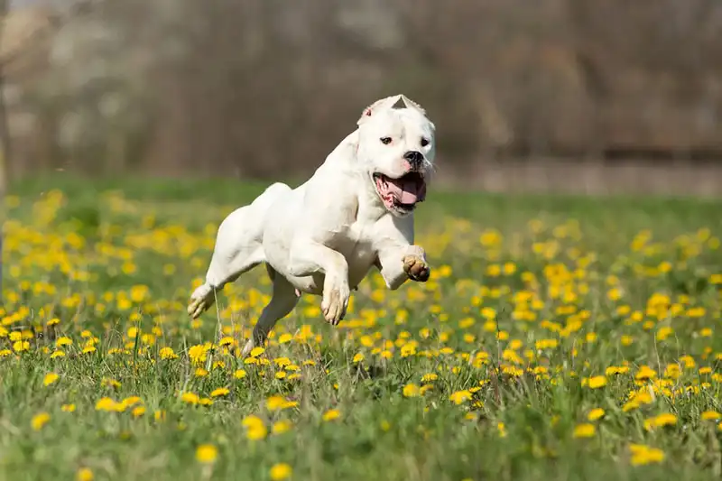 Dogo Argentino
