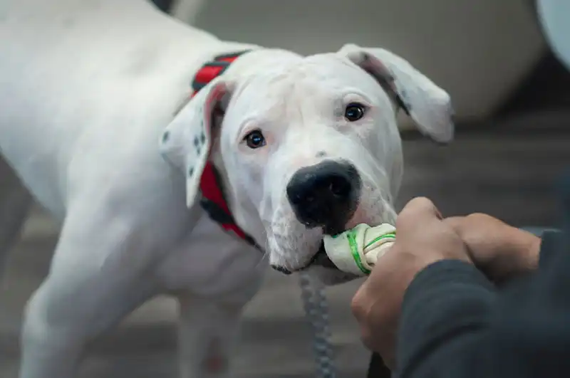 Dogo Argentino
