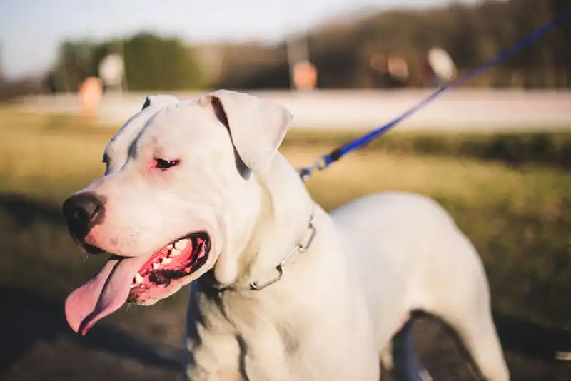 Dogo Argentino