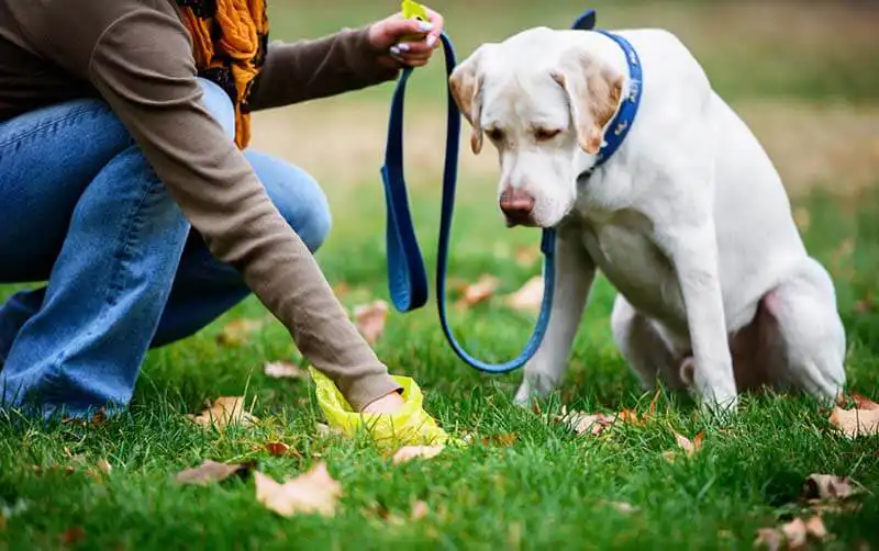 Dogs Eat Their Own Poop