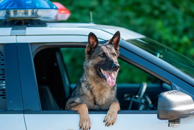 Dogs With Jobs