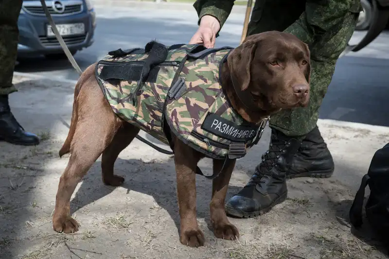 Dogs With Jobs