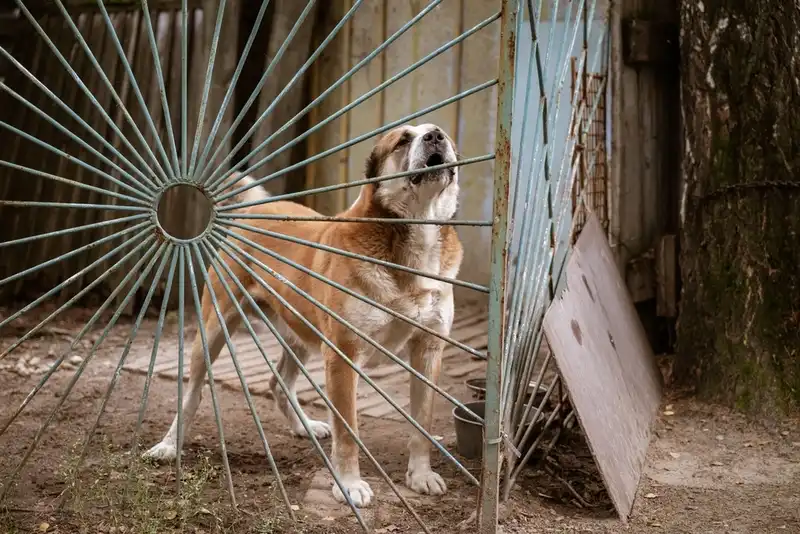 Dogs With Jobs
