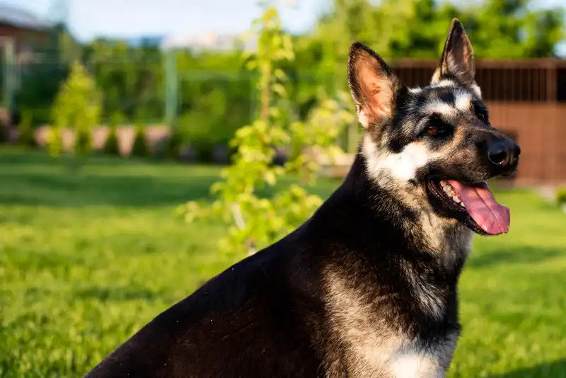 East European Shepherd