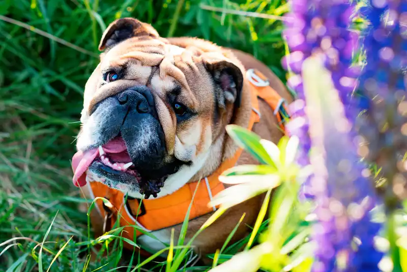 English Bulldog 