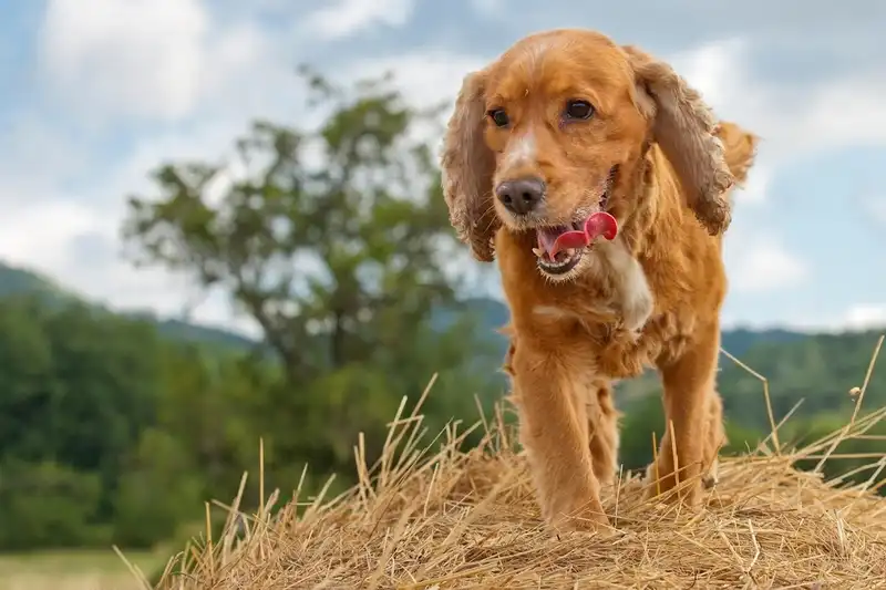English Cocker Spaniel 