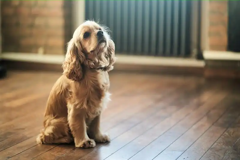 English Cocker Spaniel