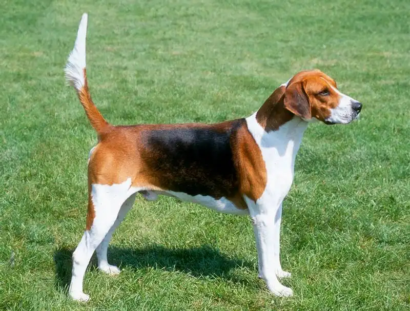 English Foxhound 