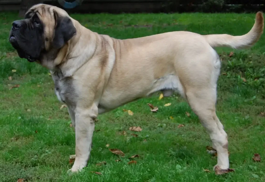 English Mastiff 