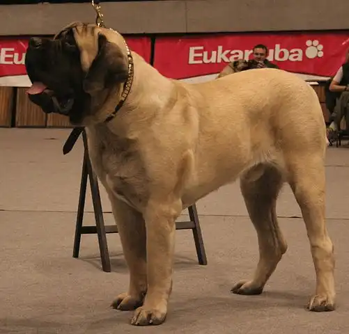 English Mastiff 