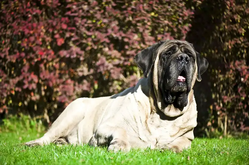 English Mastiff 