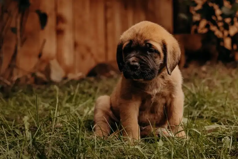 English Mastiff