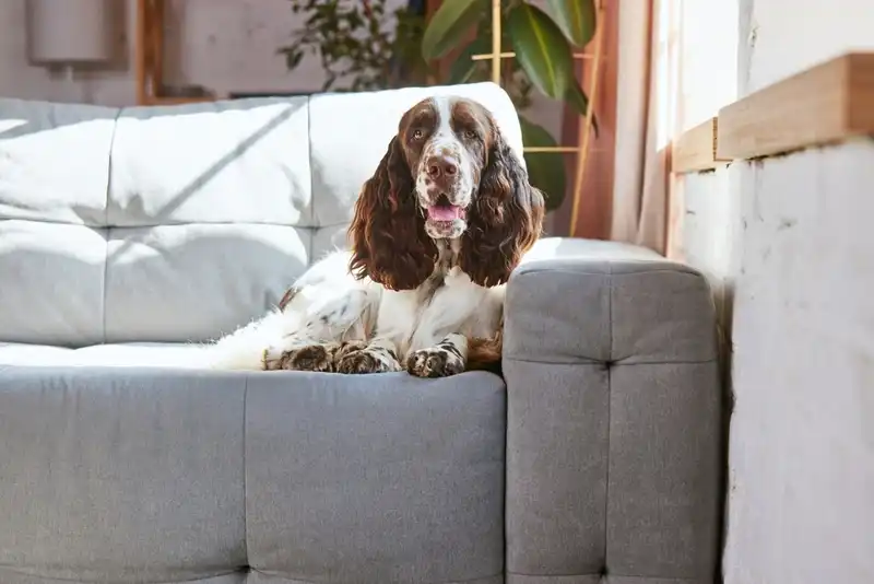 English Springer Spaniel