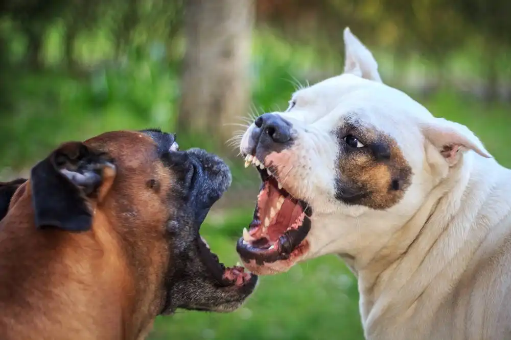 Fighting Dogs